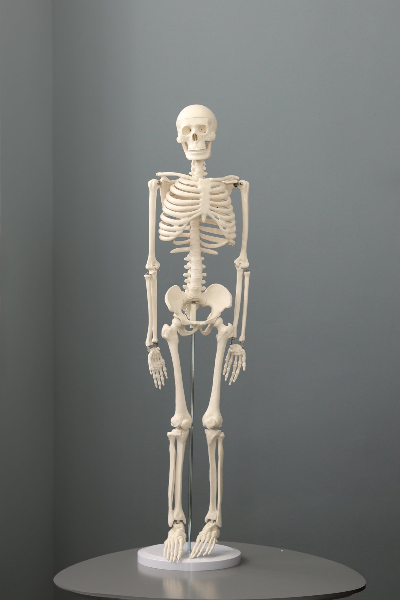 85cm Tall Plastic Skeleton