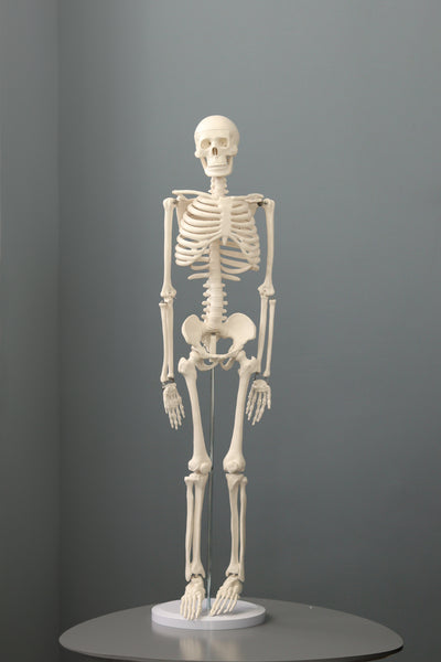 85cm Tall Plastic Skeleton