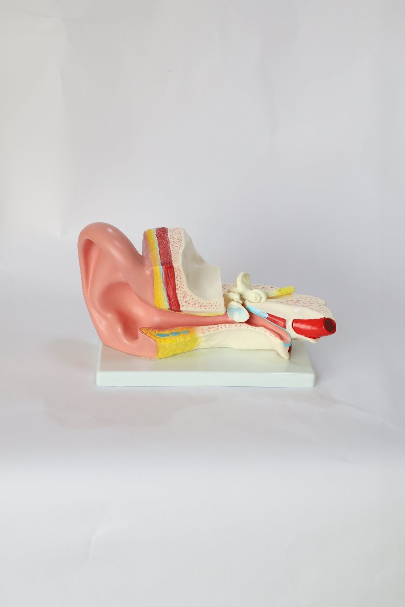 Anatomical Ear Model1