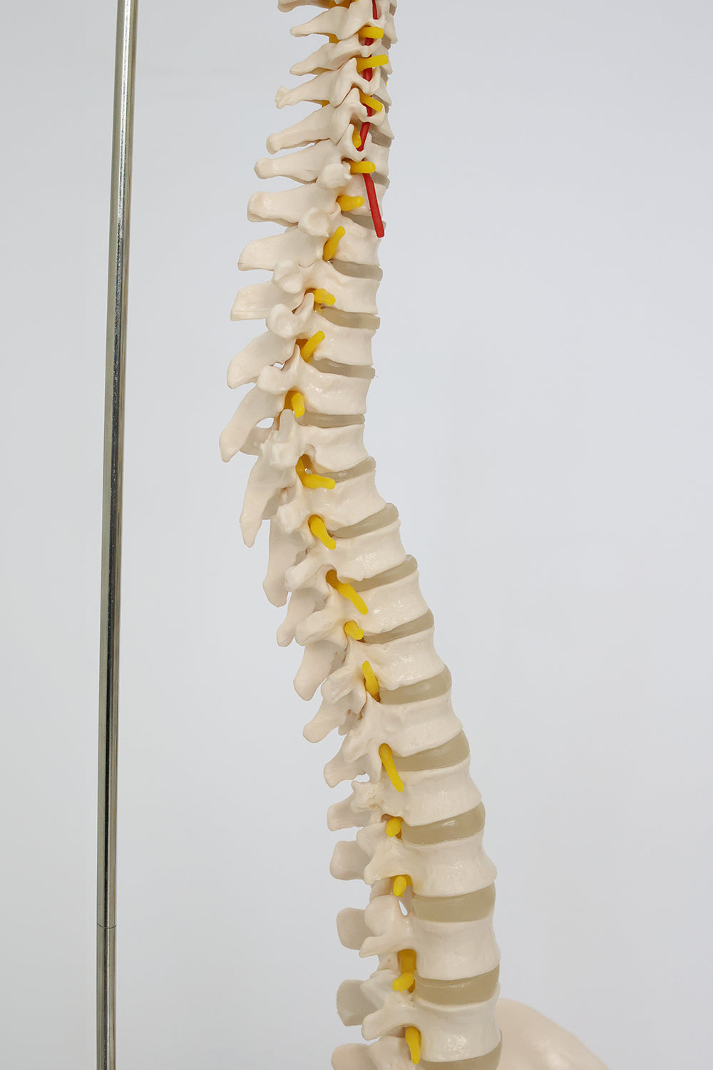 Anatomical Backbone Model