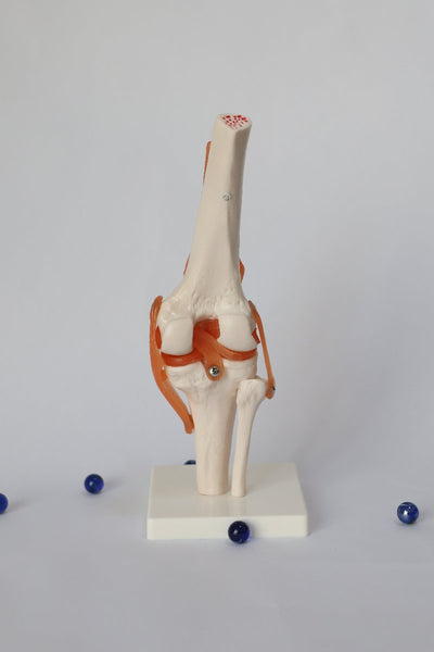 BoneJointAnatomicalModel1