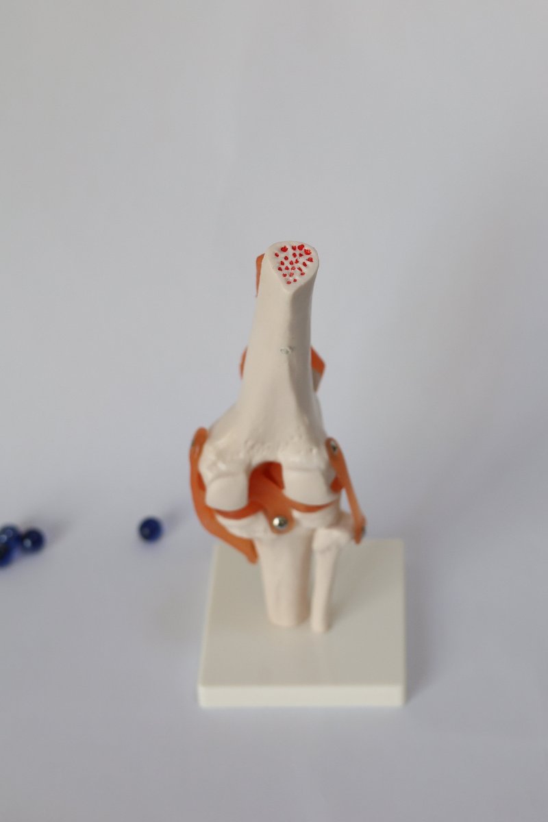 BoneJointAnatomicalModel3