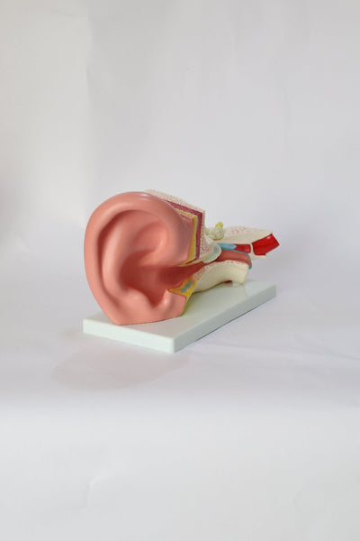 Anatomical Ear Model2