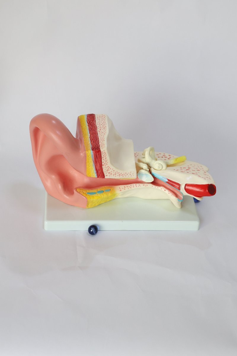 Anatomical Ear Model3