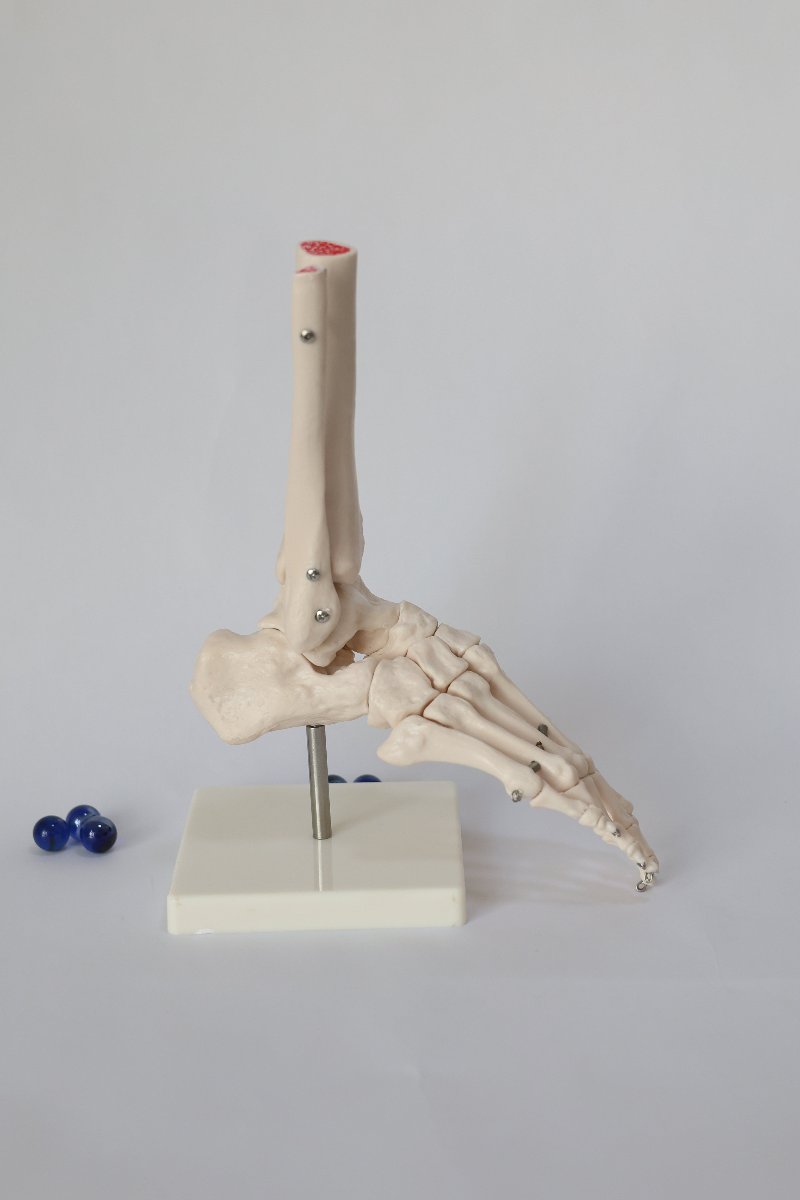 FootAnatomicalModel1