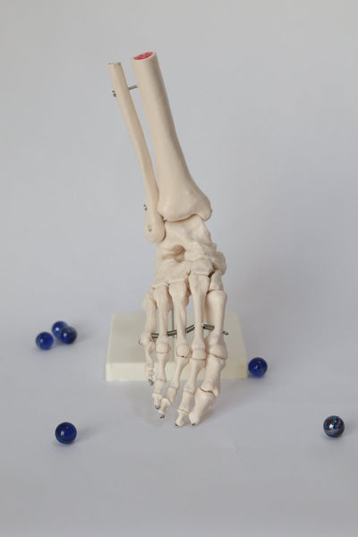 FootAnatomicalModel5