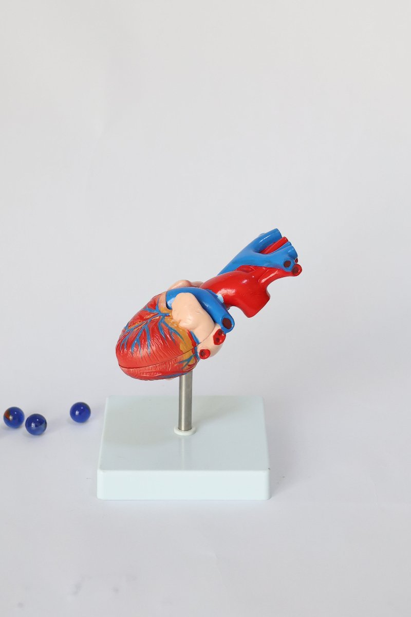 HeartAnatomicalModel1