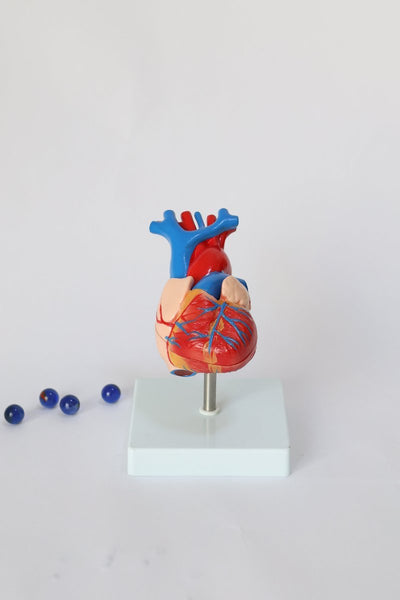 HeartAnatomicalModel2