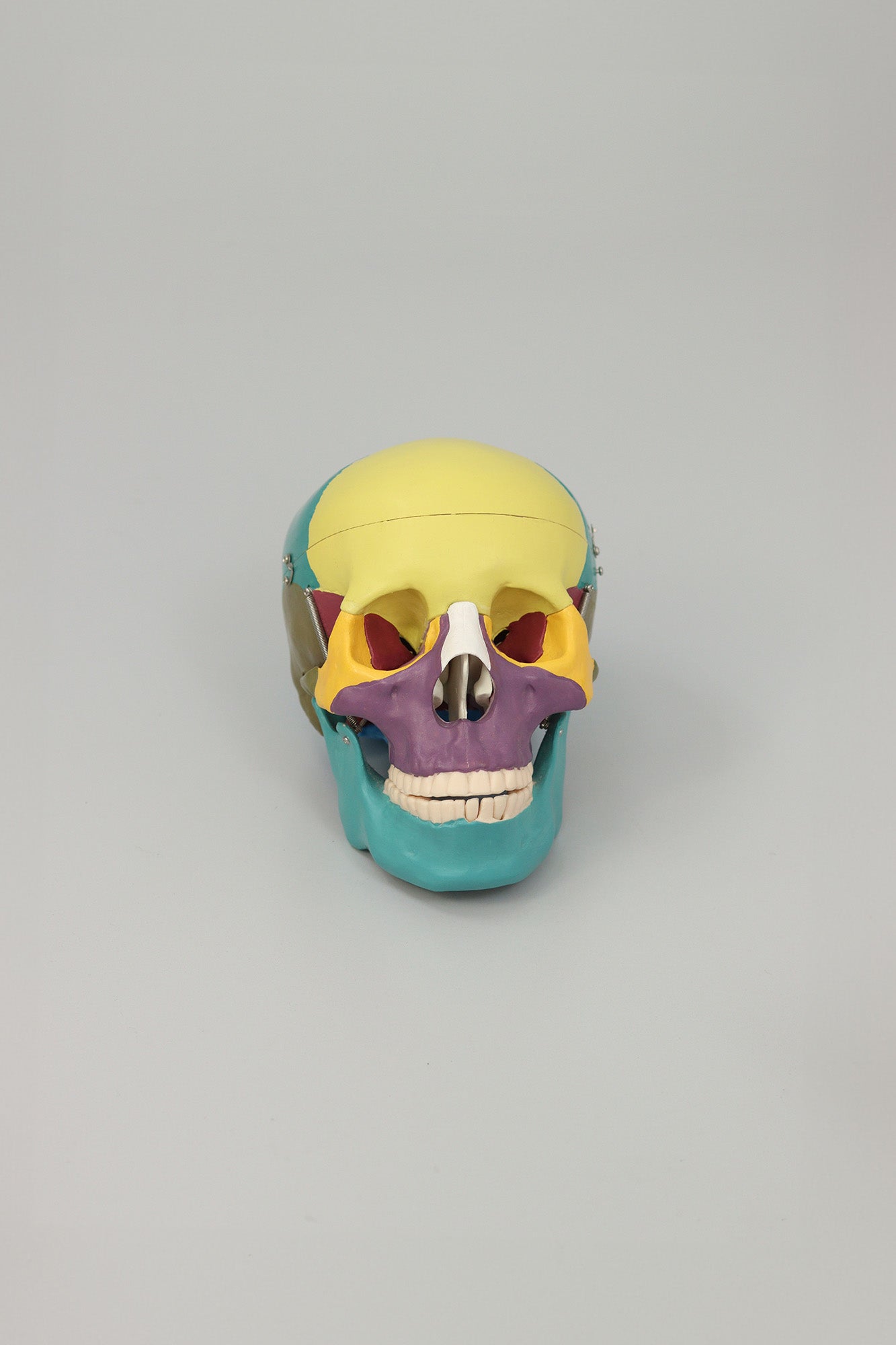 Anatomical Human Skull Structure - Colored