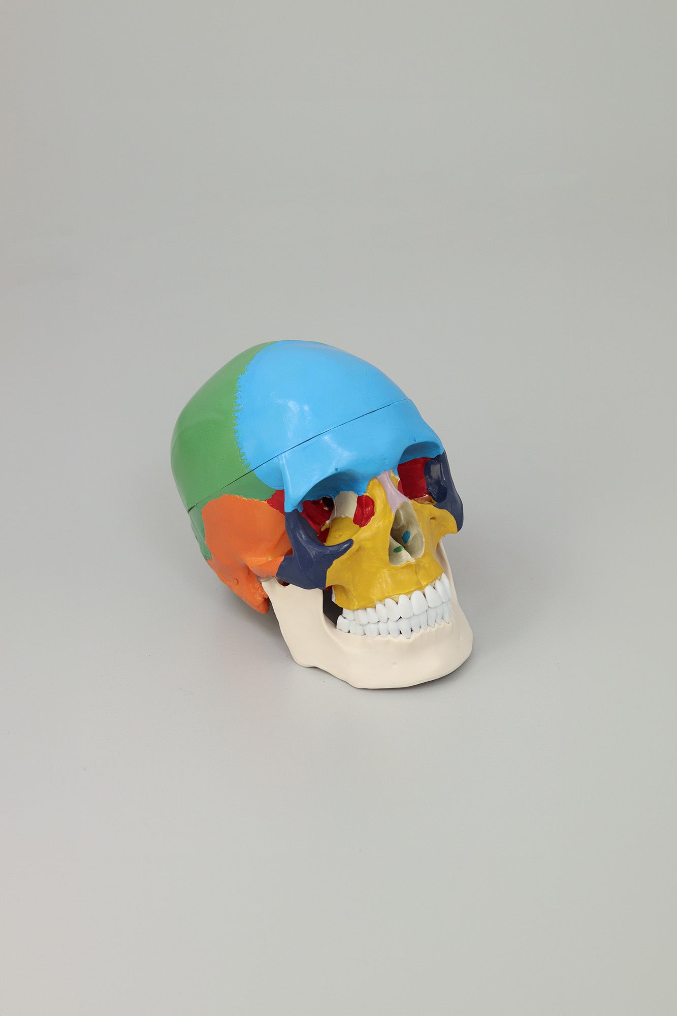 Anatomical Human Skull Structure - Colored