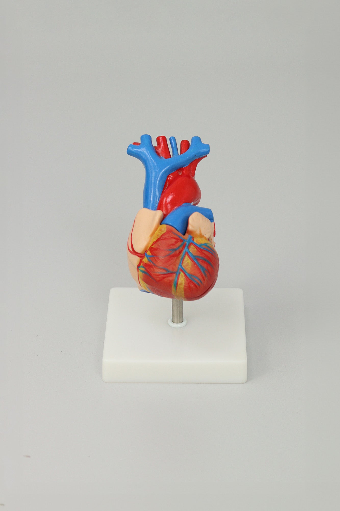 Heart Anatomy Model