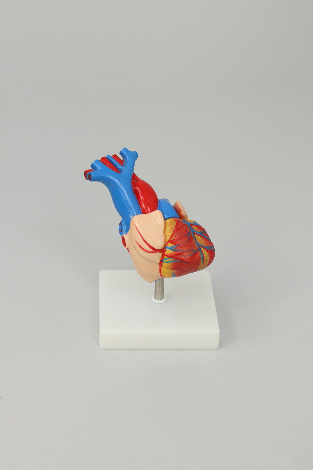 Heart Anatomy Model