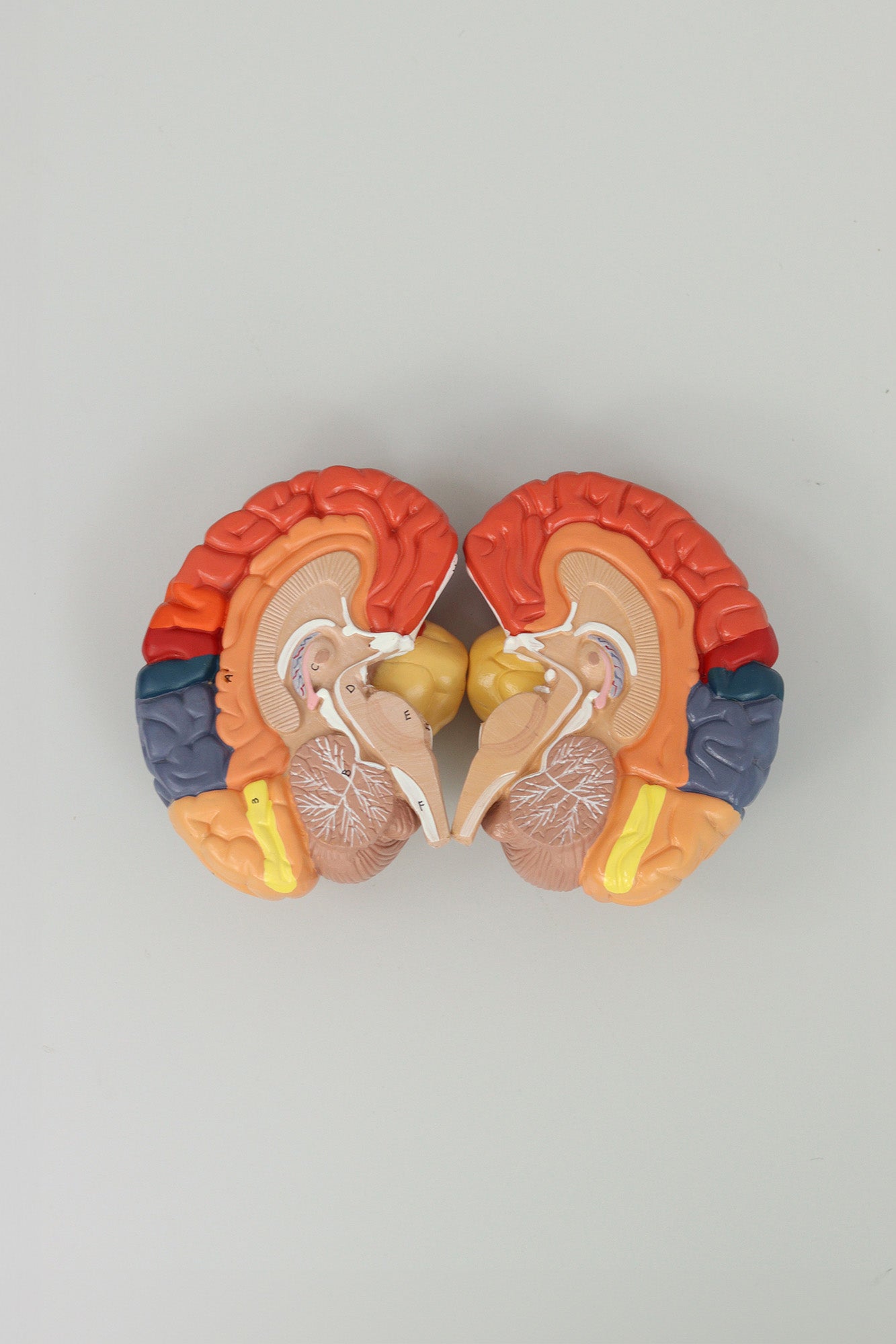 Brain Lobe Model