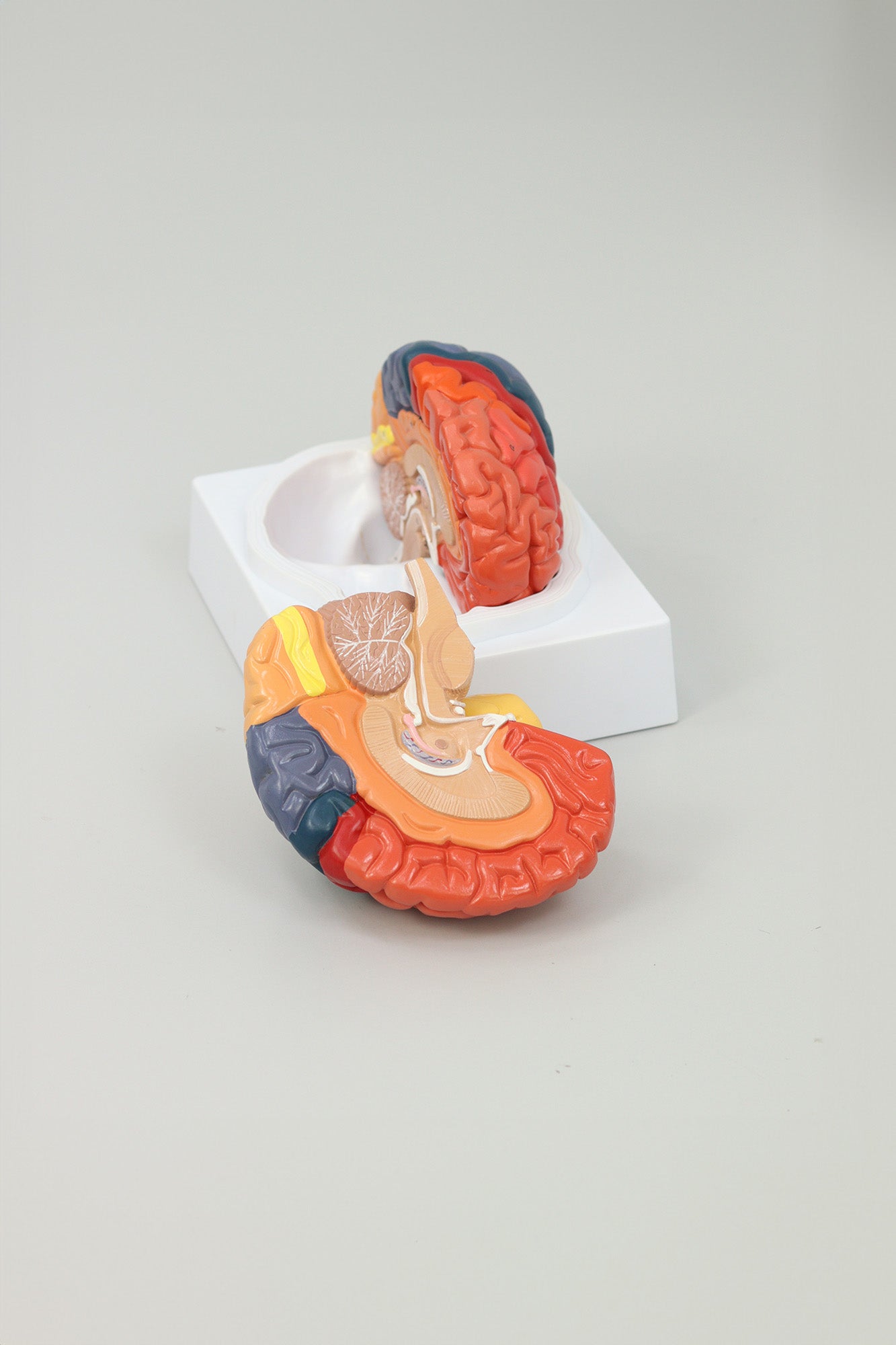 Brain Lobe Model