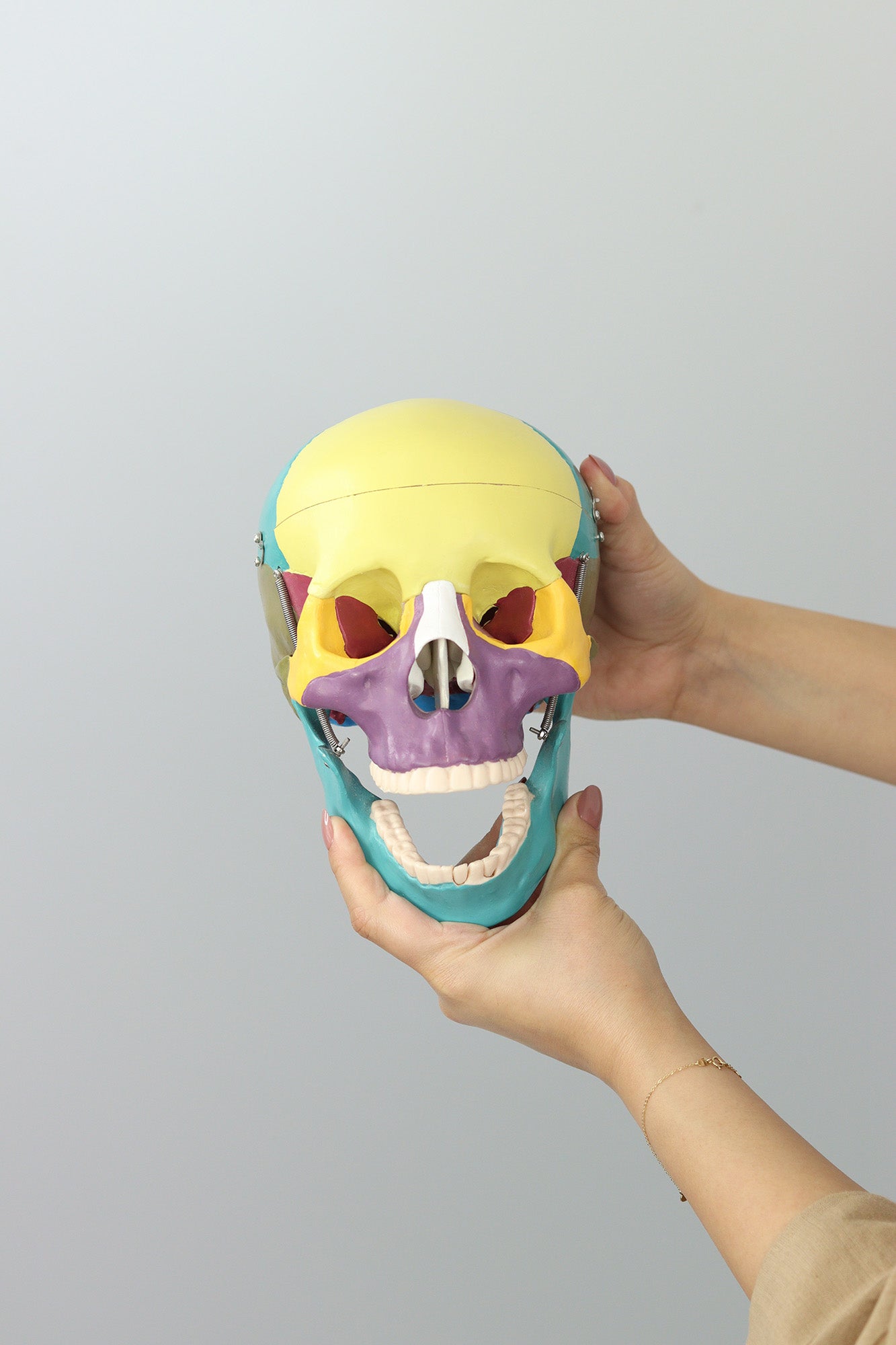 Anatomical Human Skull Structure - Colored