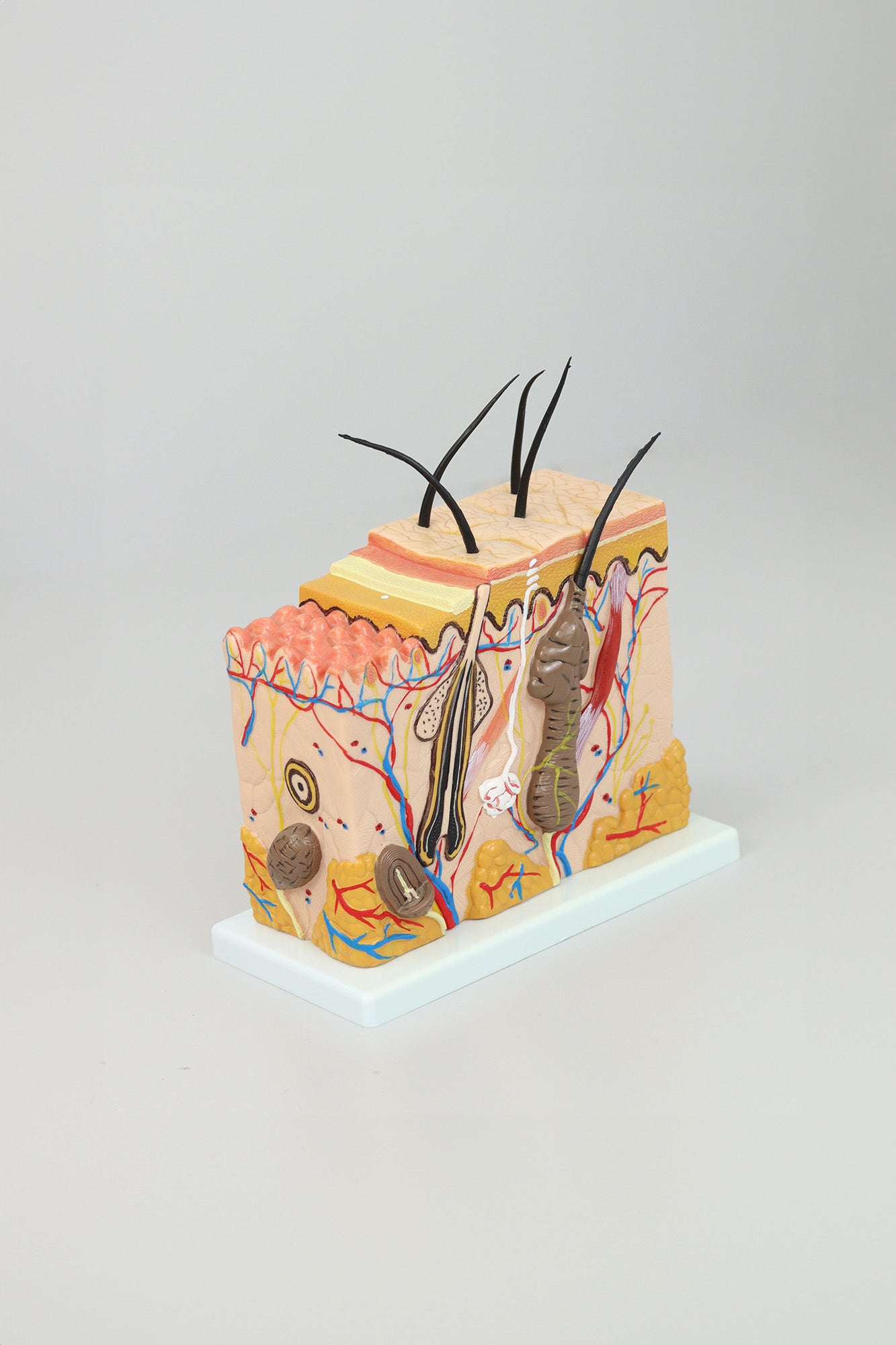 Skin Amplification Anatomical Model