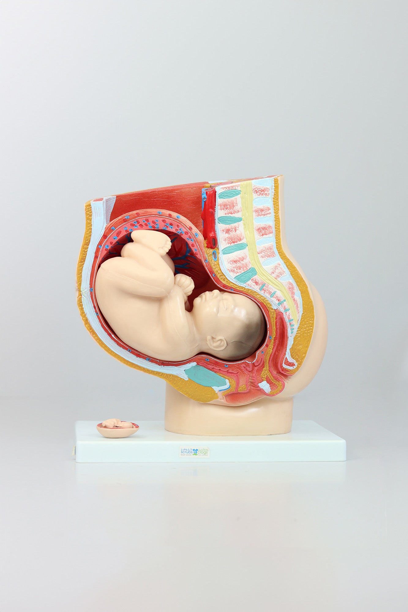 Female Sagittal Anatomy Model