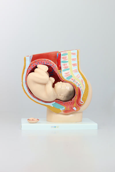 Female Sagittal Anatomy Model