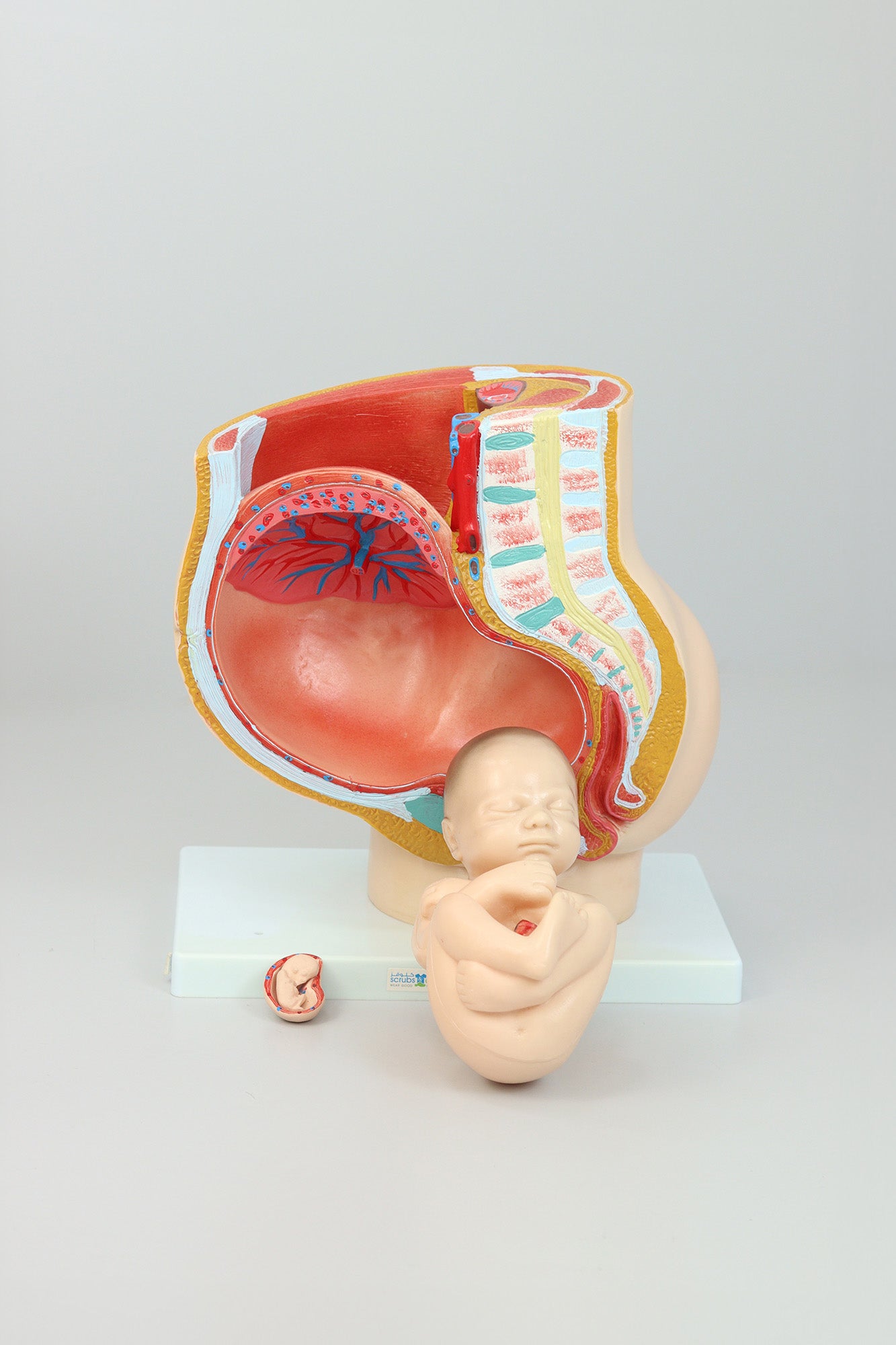 Female Sagittal Anatomy Model
