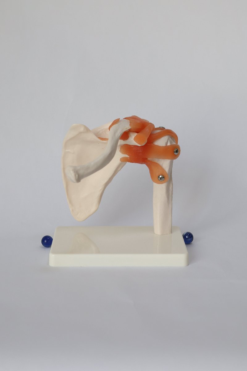 Shoulder joint model2