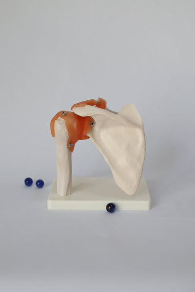 Shoulder joint model1