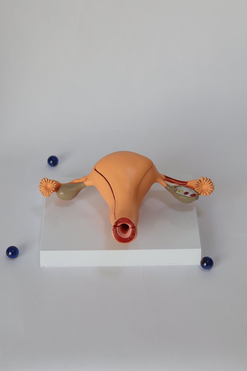 UterusAnatomicalModel2