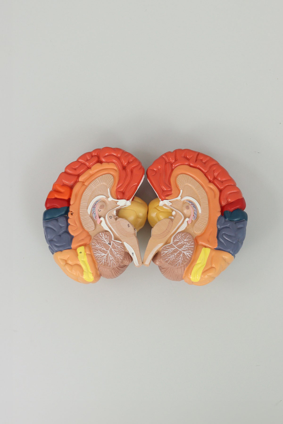 Brain Lobe Model, third view
