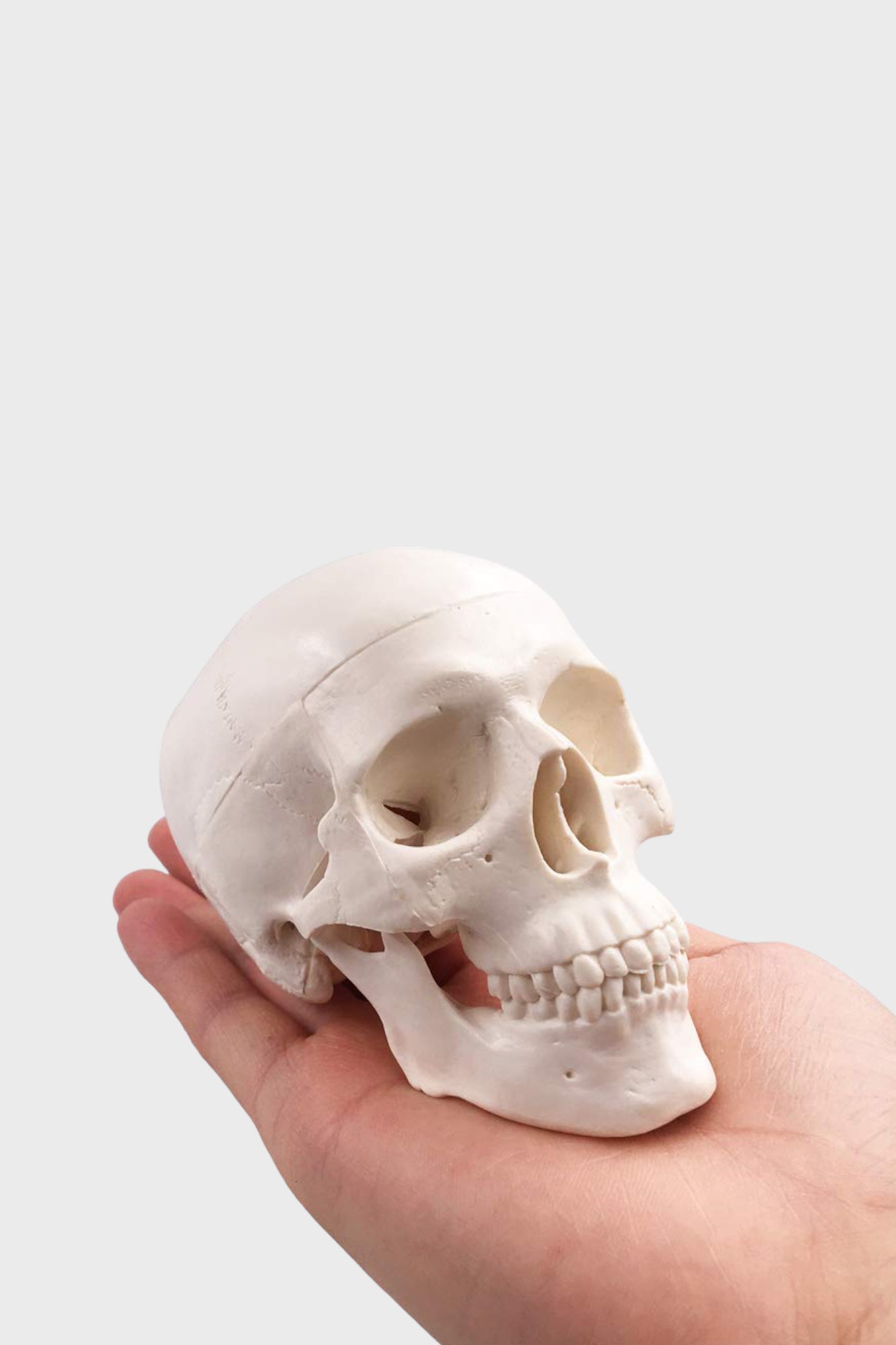 Mini Skull Model