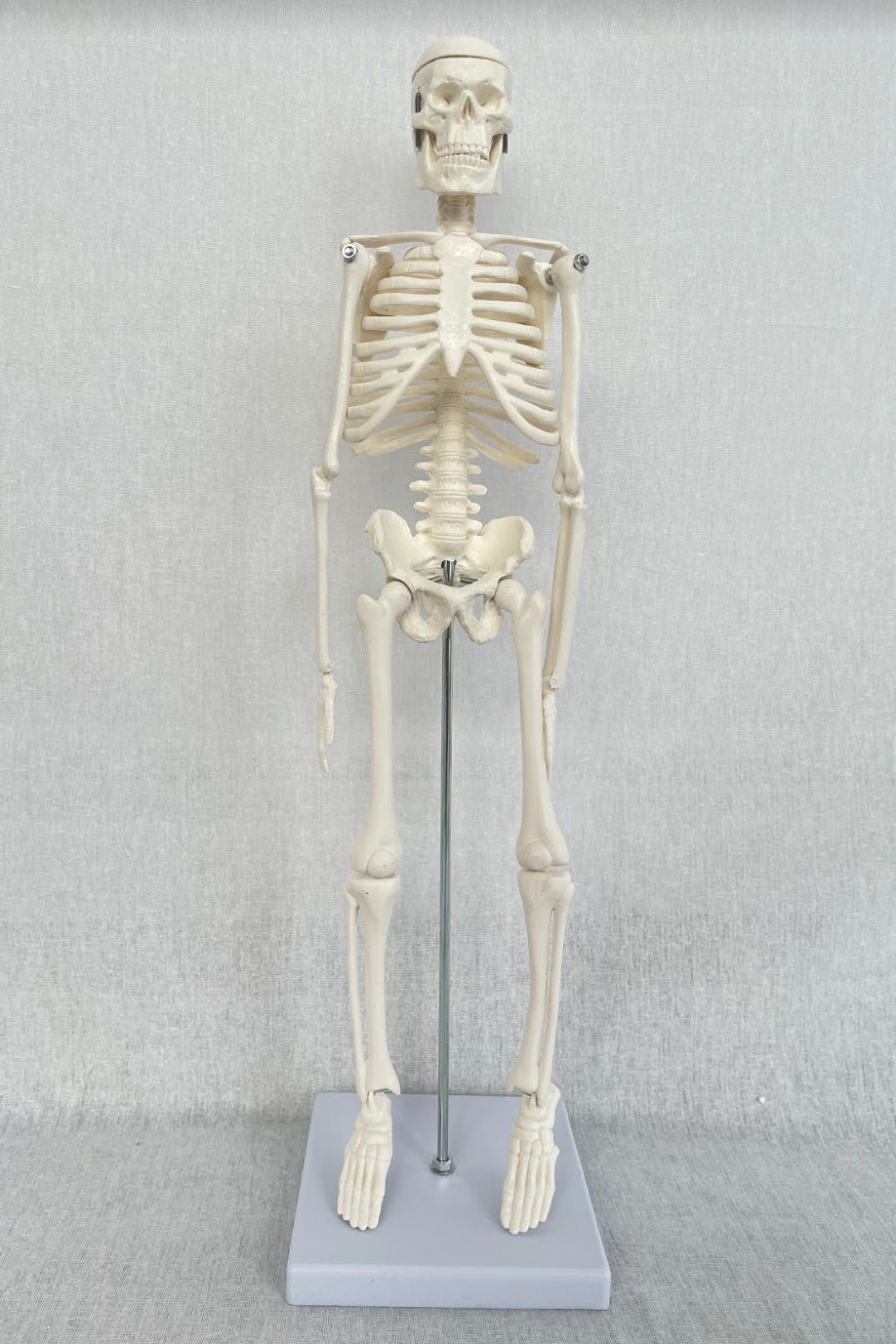 45cm Mini Plastic Skeleton model