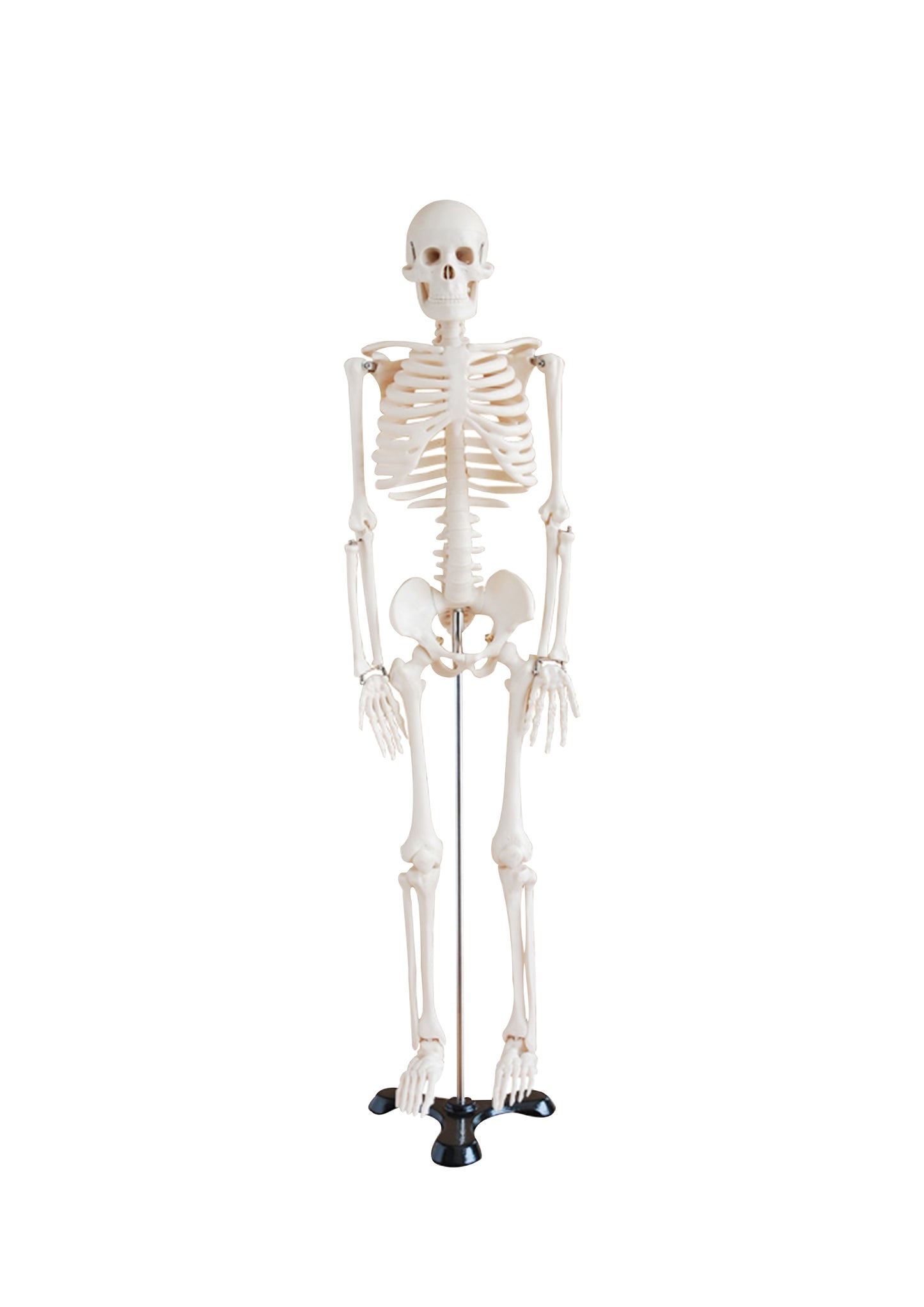 85cm Tall Plastic Skeleton