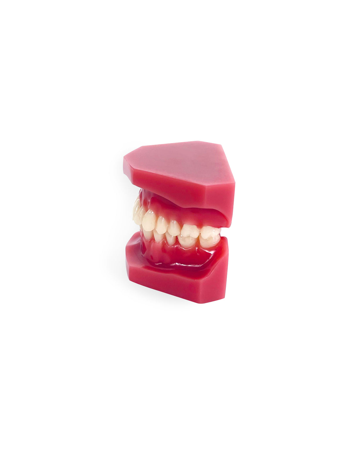 Dental Adult Anatomical Jaw, seventh view
