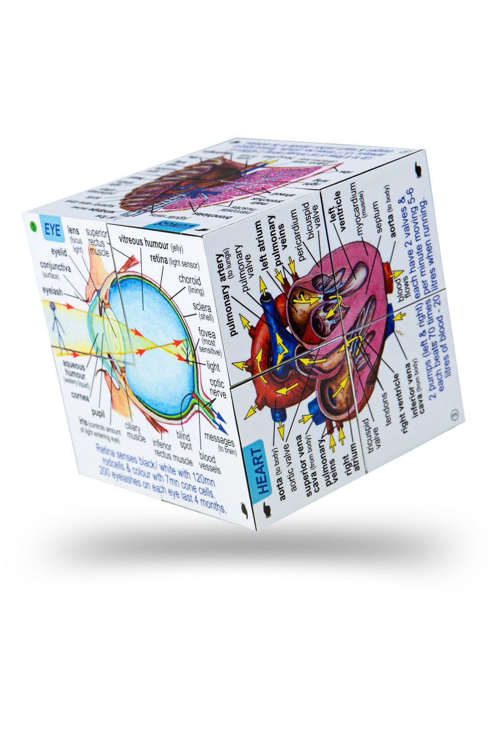 Anatomy Cube