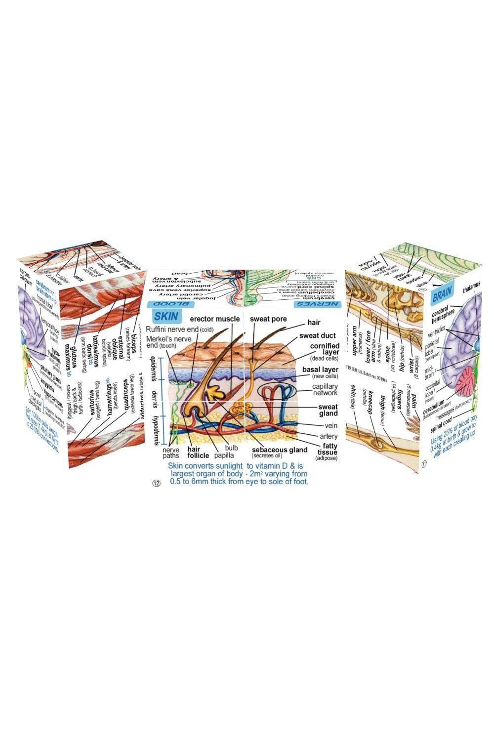 Anatomy Cube