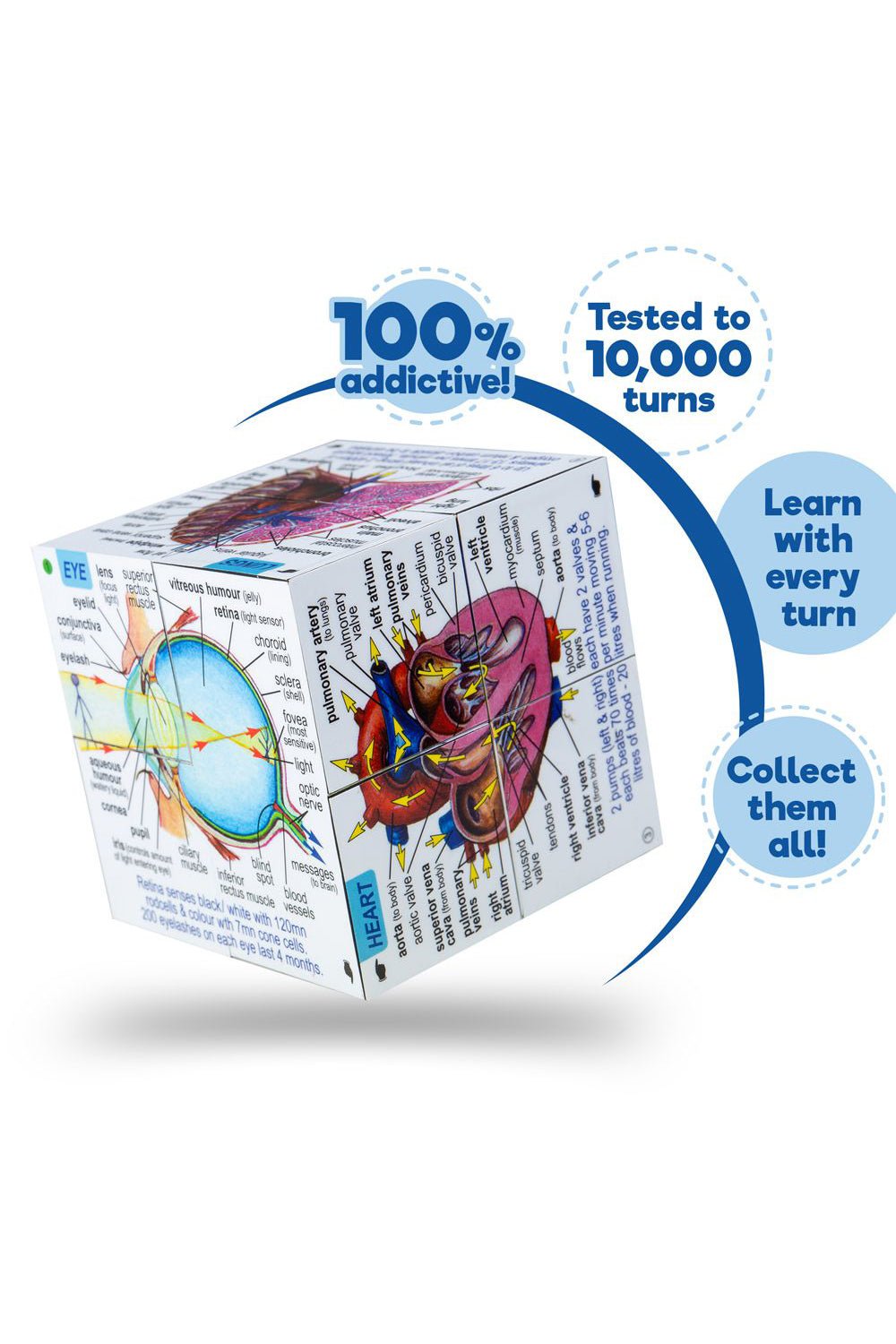 Anatomy Cube