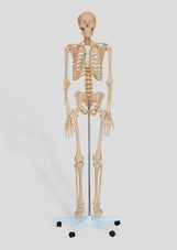 files-180cm-lifesize-anatomical-skelton-body-jpg