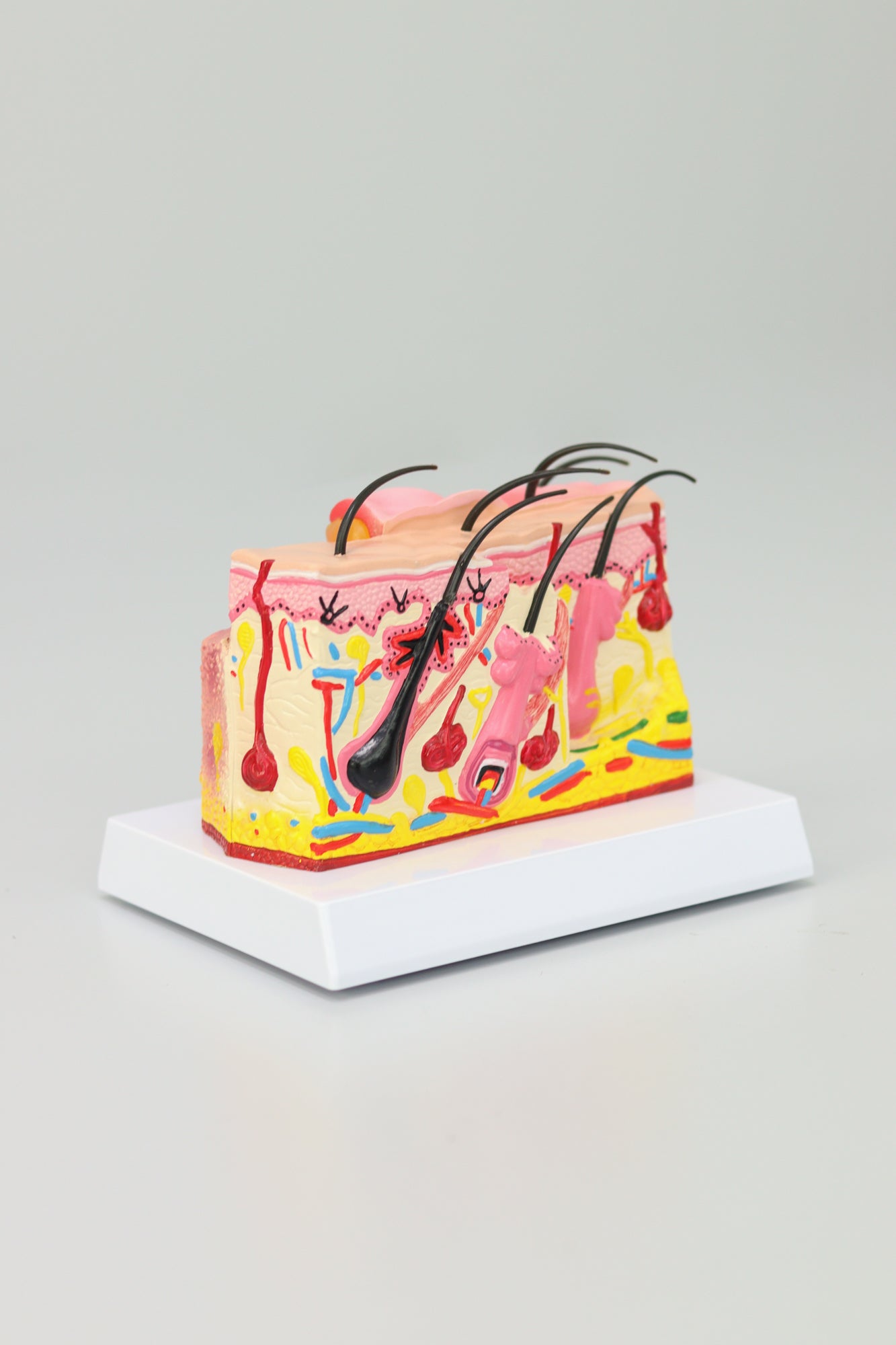 Skin Amplification Anatomical Model