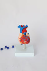 files-heartanatomicalmodel2-101754-jpg