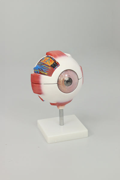 Eyeball Magnification Model