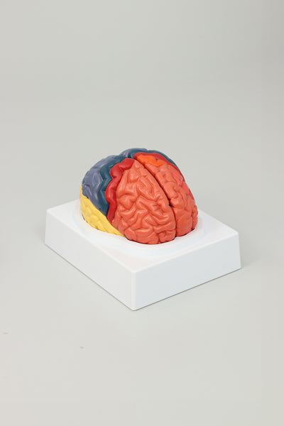 Brain Lobe Model