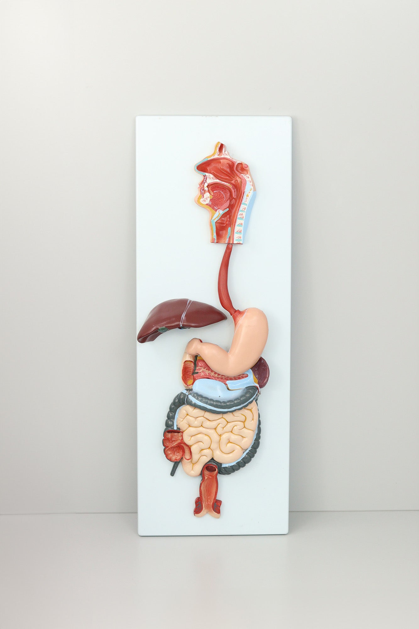 The Digestive System Model