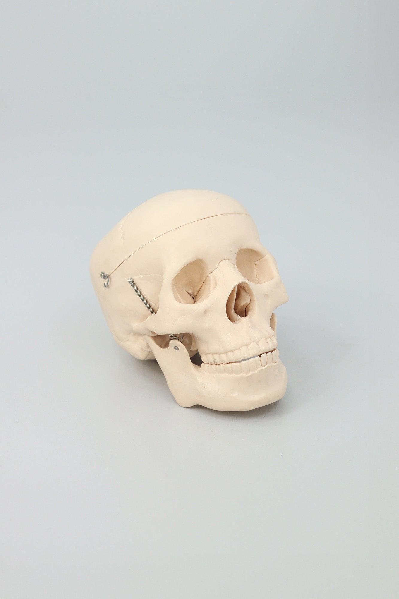 Anatomical Plastic Skull Model