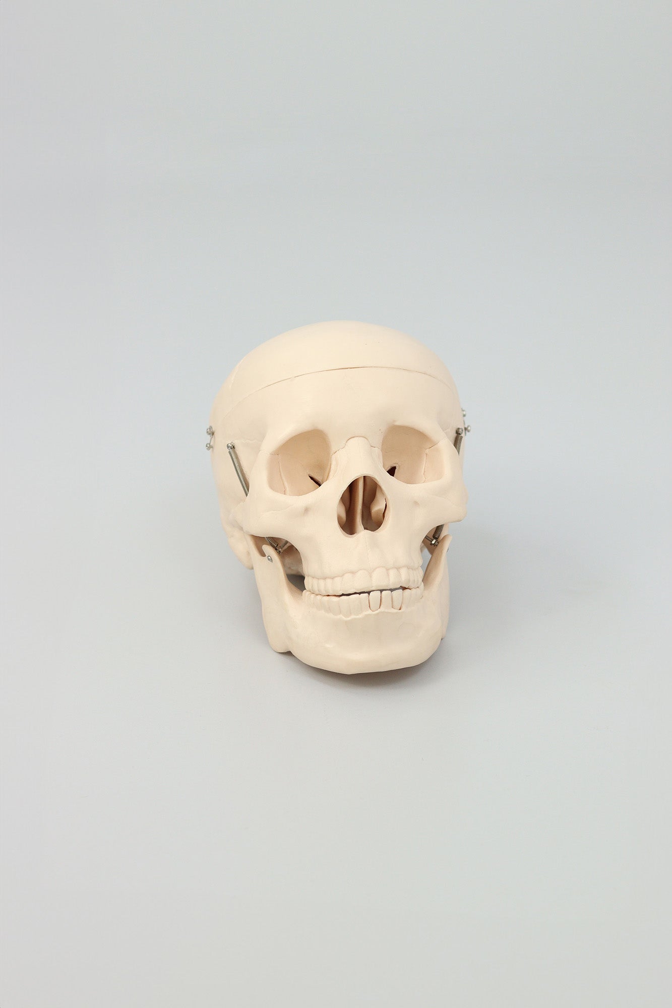 Anatomical Plastic Skull Model