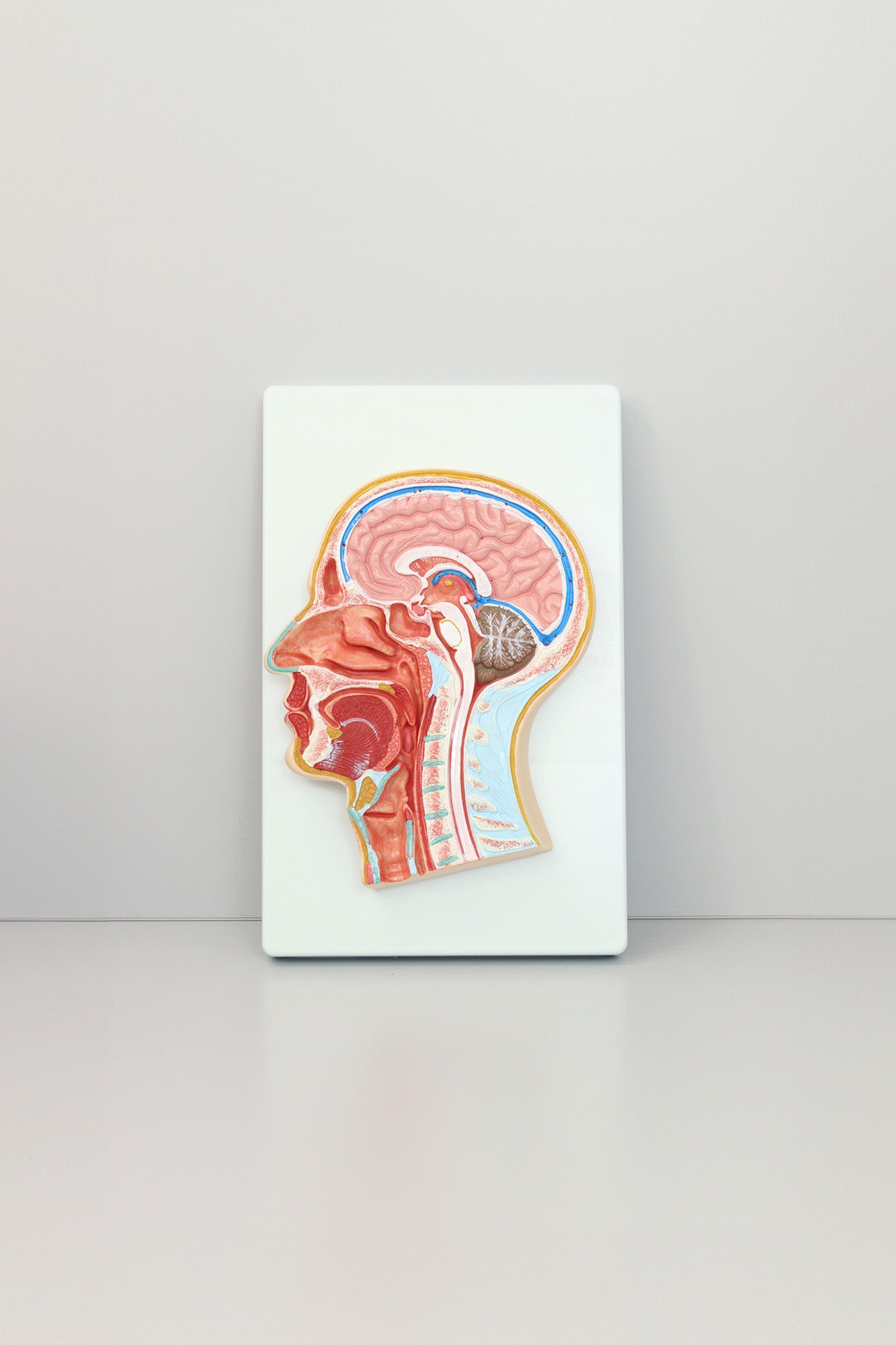 Head Middle Section Model
