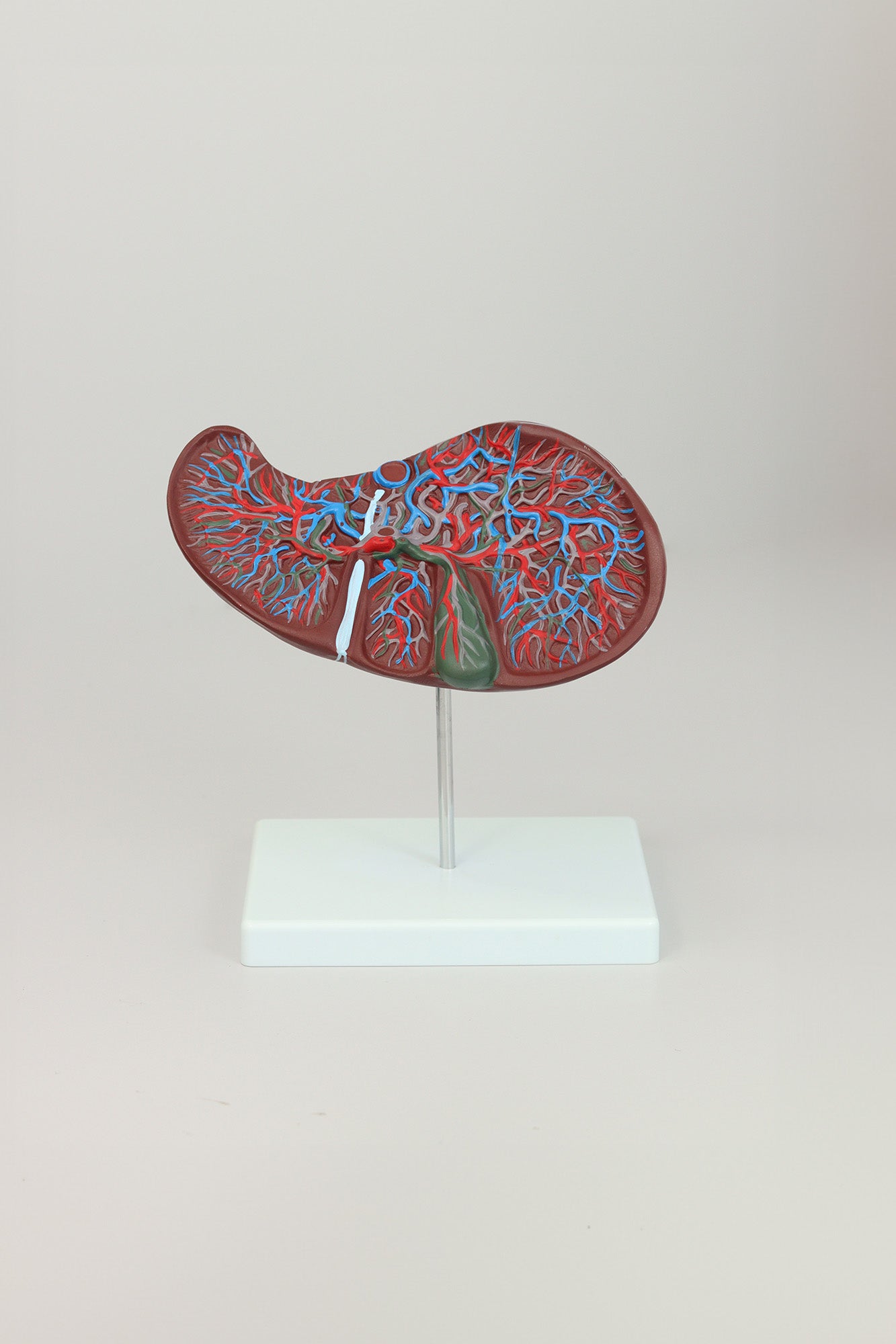 Liver Anatomical Model