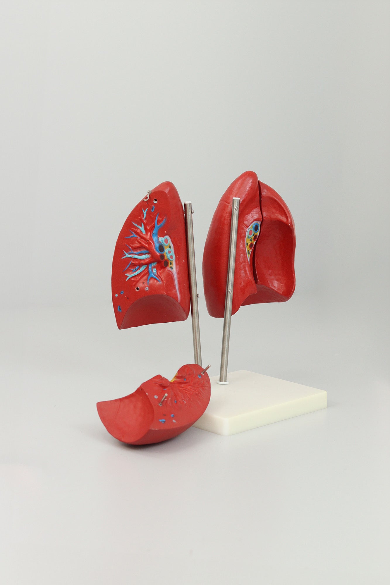 Lung Anatomy Model