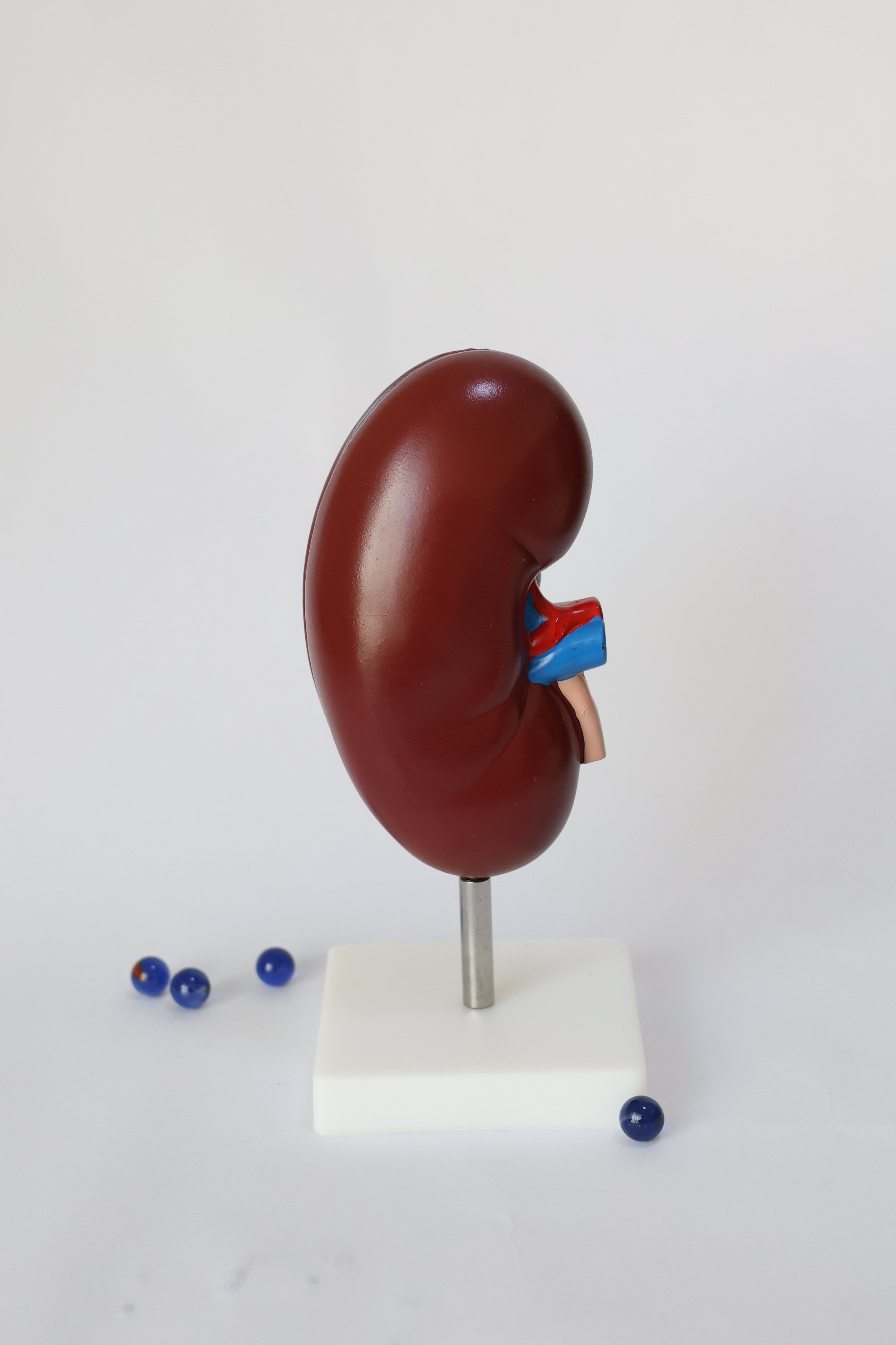 Kidney Mod Anatomical Kidney Model | Scrubs & Clogs – SCRUBS AND CLOGS