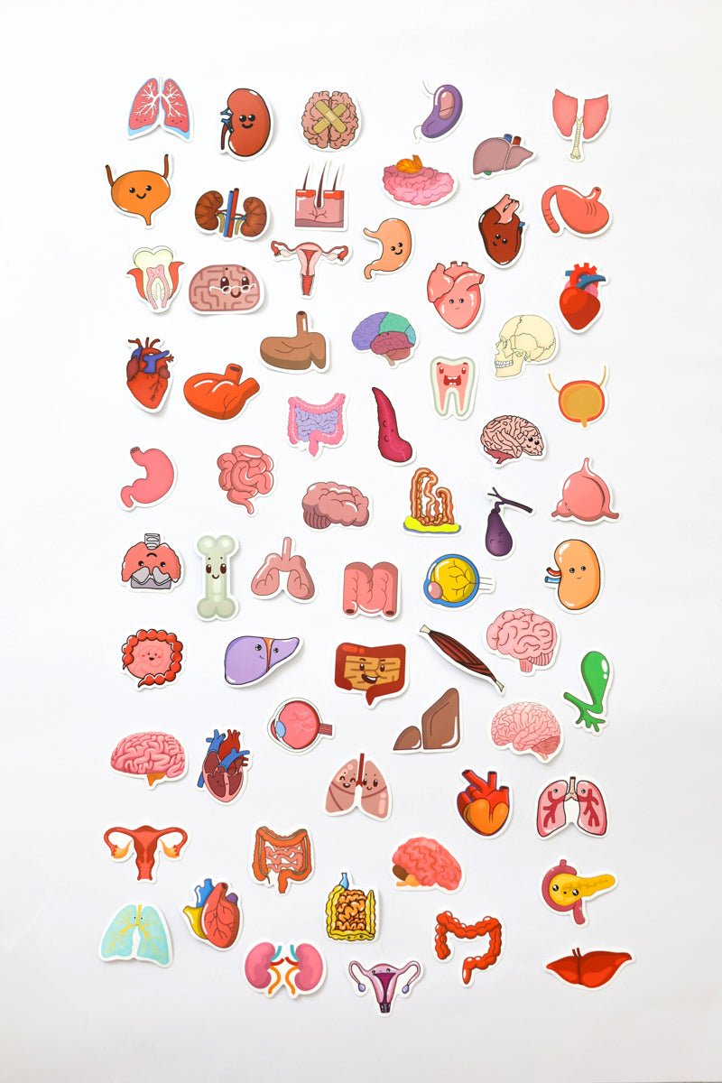 Connective Tissue Sticker Medical Sticker Pack | Scrubs & Clogs – SCRUBS AND CLOGS