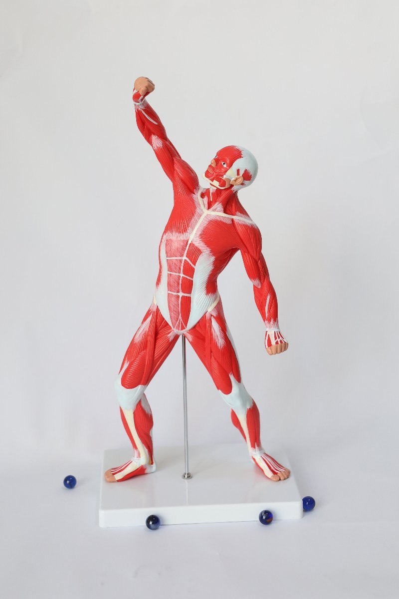 Anatomical Human Muscle Model | Scrubs & Clogs – SCRUBS AND CLOGS