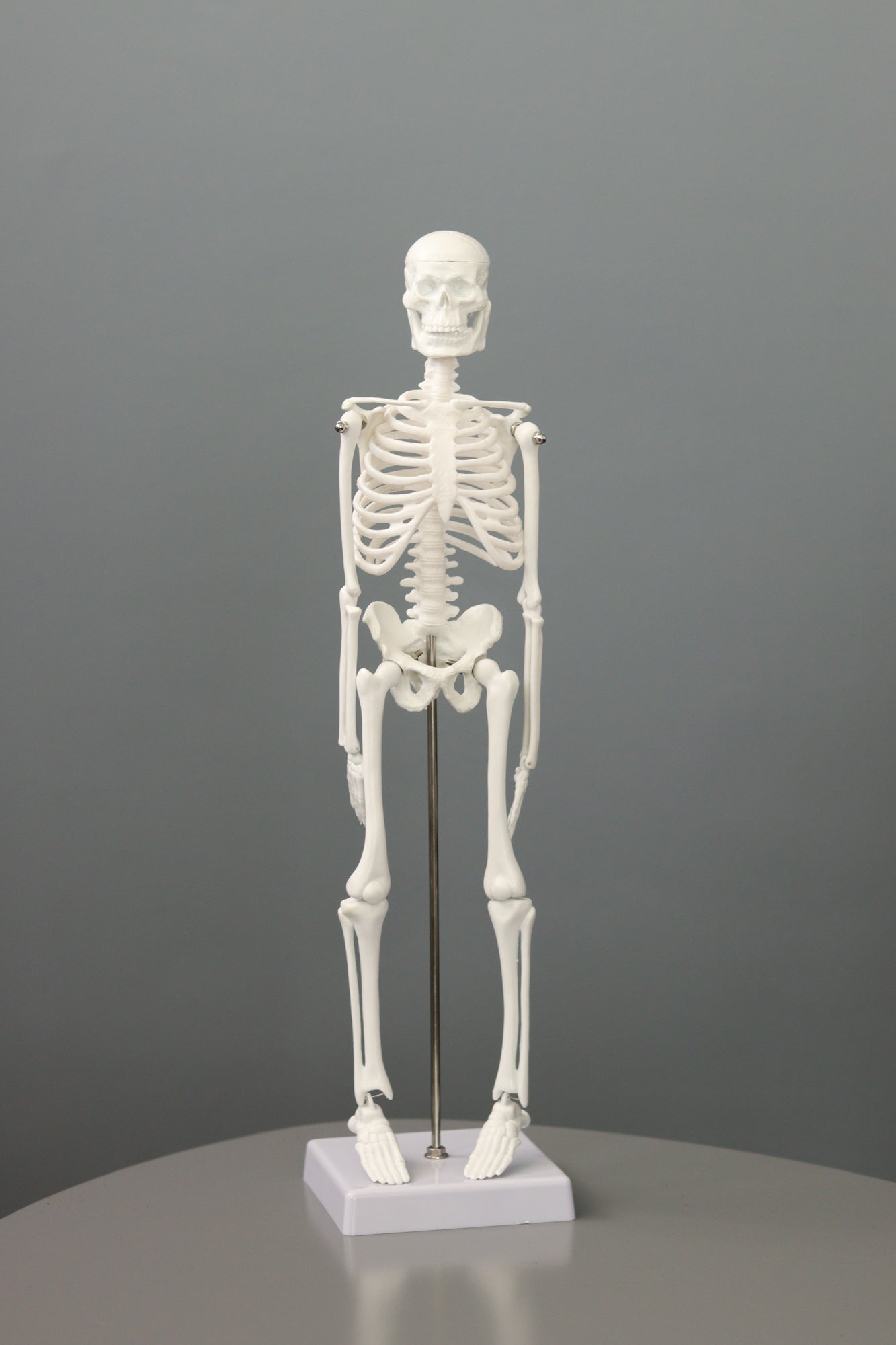 45cm Mini Plastic Skeleton model