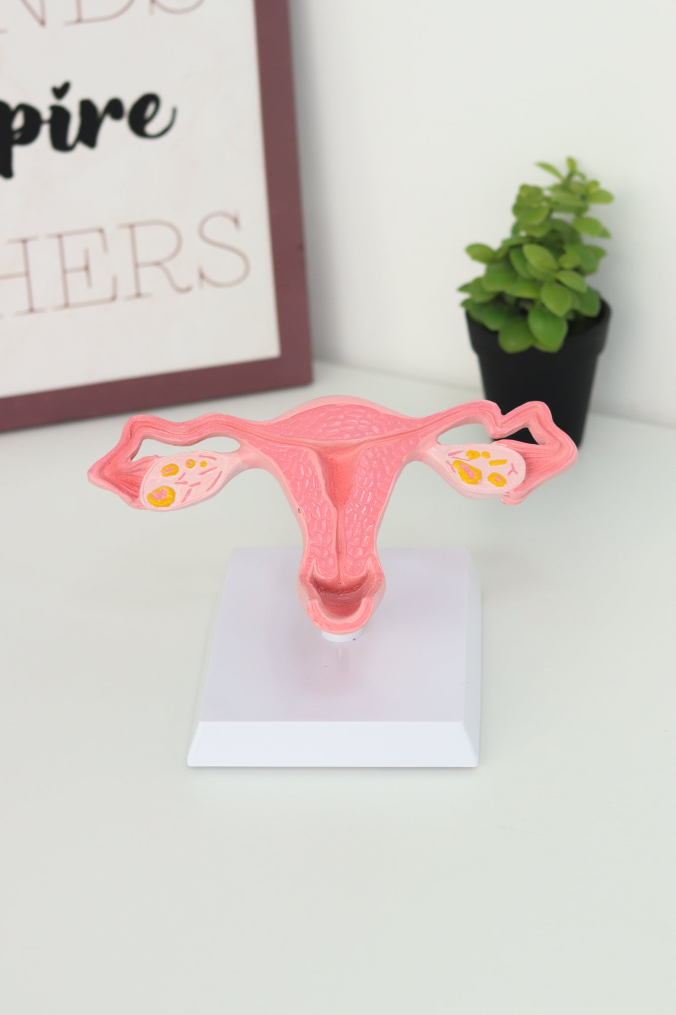 files-uterus-2-jpg